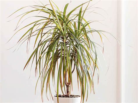 Pianta Dracena
