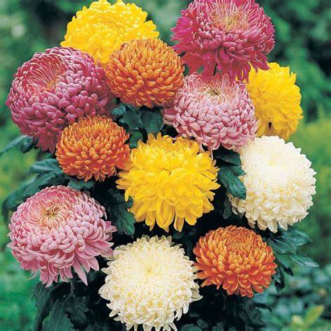 Fiori di Crisantemo