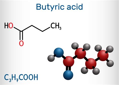 Schema sull'acido butirrico e le sue proprietà