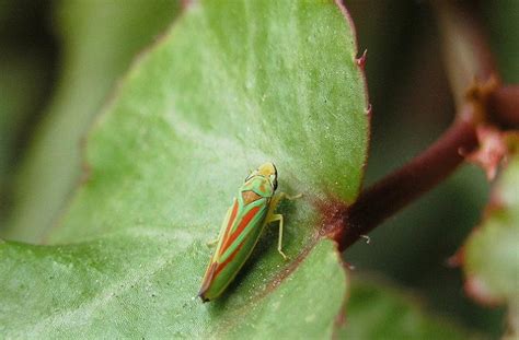 Icone rappresentanti afidi, acari, cocciniglie, cicaline e oidio
