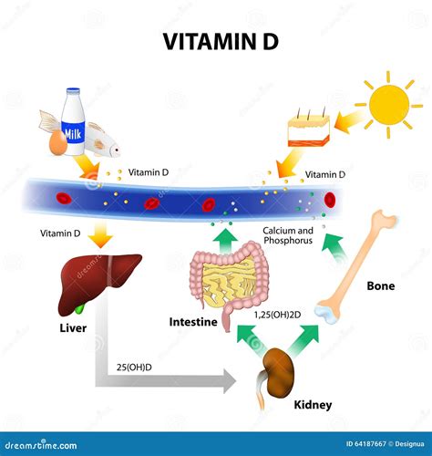 Schema del metabolismo osseo con magnesio e vitamina D