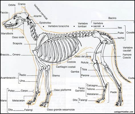 Scheletro di cane con evidenziato l'apparato digerente