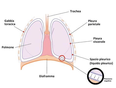 Schema della pleura e dei polmoni