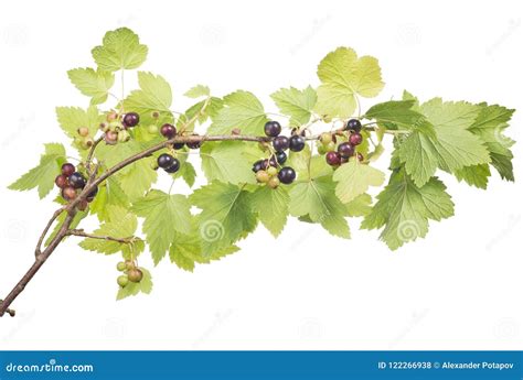 Foglie e frutti di Ribes Nero
