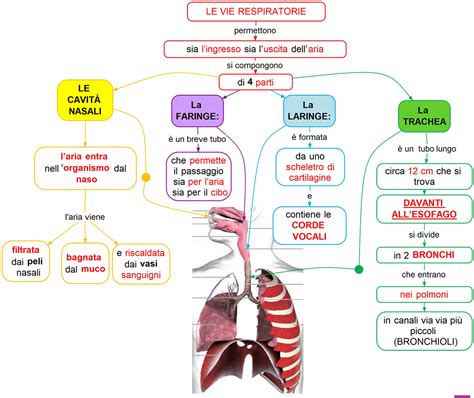 Schema delle vie respiratorie umane