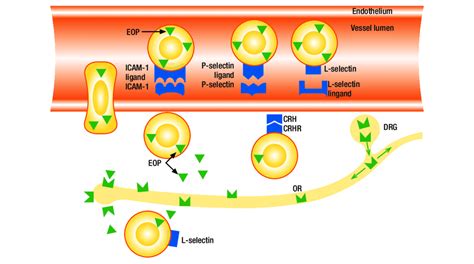 schema dei meccanismi di aumento di peso indotto dal cortisone