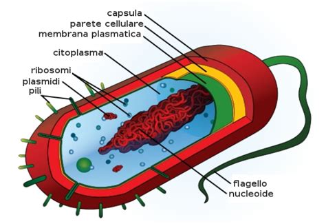 Struttura del batterio Lactobacillus