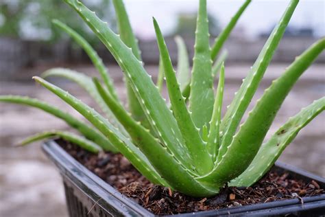 Aloe vera plant