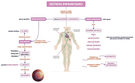 Schema degli effetti del Ganoderma Lucidum sul sistema immunitario
