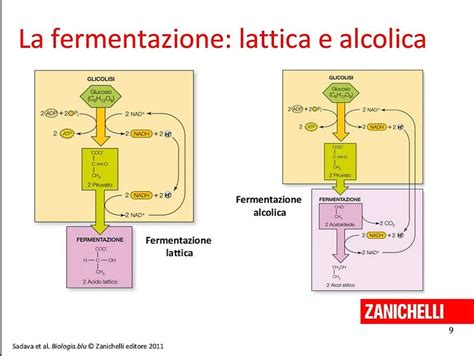 Ciclo della fermentazione alcolica e lattica negli impasti