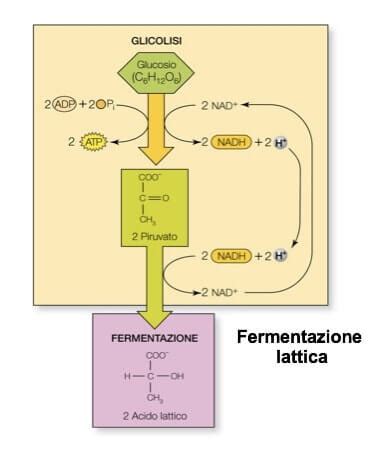 Tabella delle condizioni ideali per la fermentazione lattica