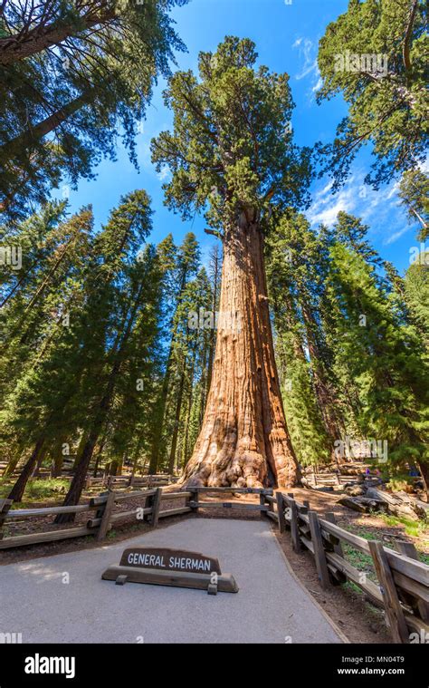 Albero di Sequoia Gigante