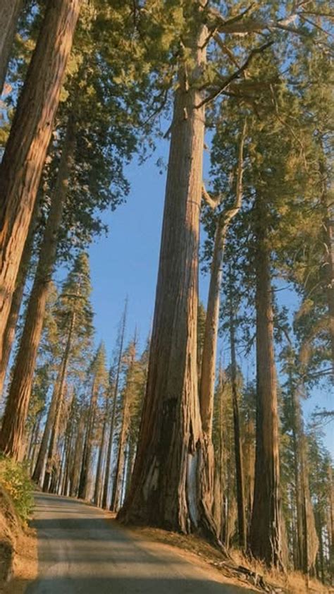 Sequoia Sempervirens Hyperion