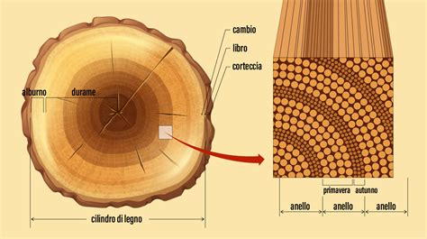 Sezione trasversale corteccia Sequoia