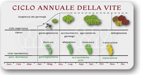 Schema ciclo vitale Sequoia