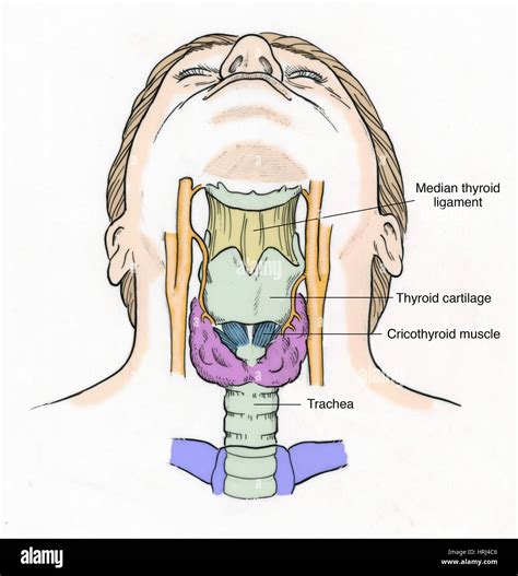 Illustrazione anatomica della gola umana con enfasi su faringe e tonsille