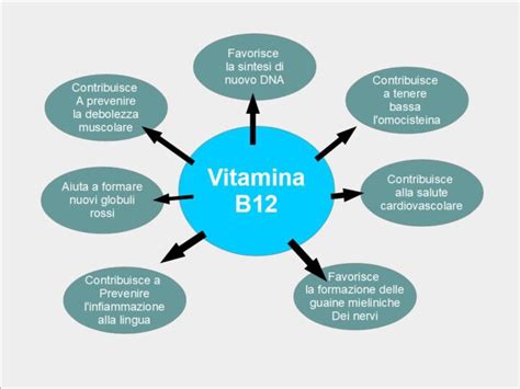 Schema delle funzioni della vitamina B12 nel corpo umano