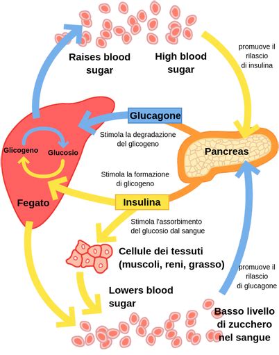 Schema del sistema di regolazione del fosforo nel corpo