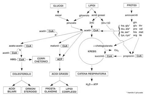 Diagramma del ruolo della biotina come coenzima nel metabolismo
