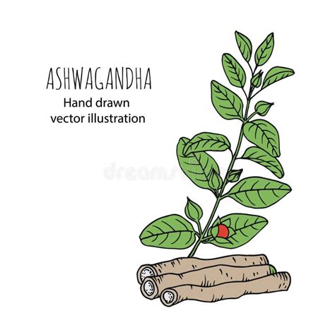Illustrazione botanica di Ashwagandha con evidenziate radici e bacche