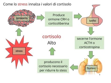 Grafico che illustra l'effetto dell'Ashwagandha sui livelli di cortisolo e sulla gestione dello stress