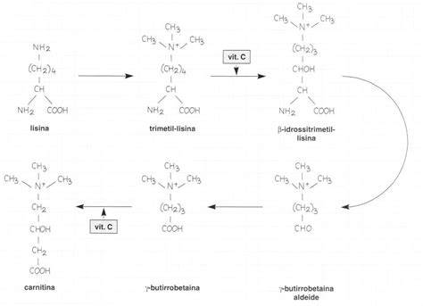 Schema della sintesi della carnitina
