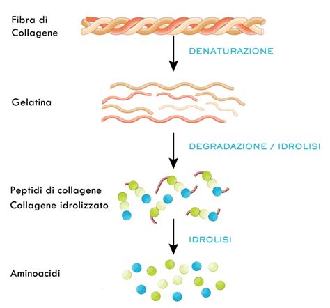 Infografica: Collagene Idrolizzato vs. Collagene Nativo