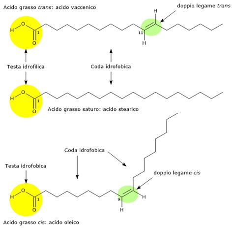 Struttura chimica della curcumina e degli acidi grassi omega-3