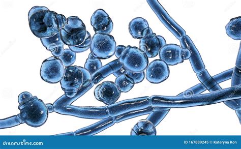 Microscopio che mostra Malassezia furfur
