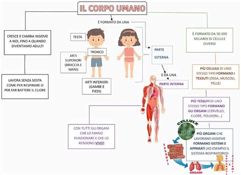 Mappa del corpo umano che evidenzia le aree più colpite da Malassezia furfur