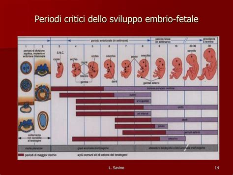 Periodo periconcezionale e sviluppo fetale