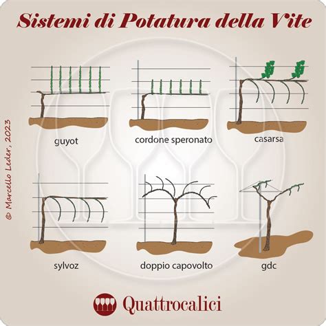 Schema delle esigenze di coltivazione della pianta di caffè