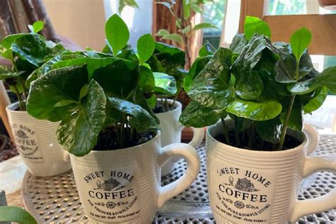 Pianta di caffè in vaso