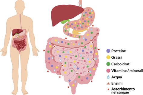 Infografica sui benefici degli integratori per la digestione