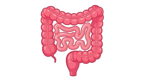 Illustrazione stilizzata del sistema digestivo umano