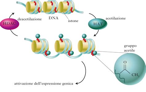 Schema dei meccanismi epigenetici e del ruolo della vitamina C